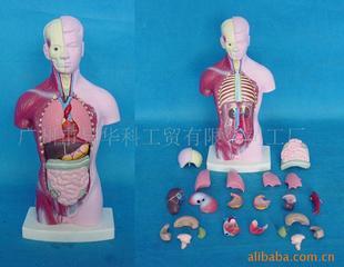 深入解析医药教学器材 以GD0209A000中式28CM有头男性彩色背不解模型为例