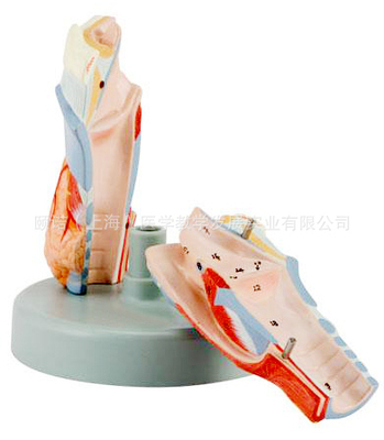 医药教学器材-喉模型,放大2倍,5部件-医药教学器材尽在阿里巴巴-上海盈诺实业有.