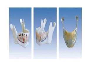 上海锦沙科教仪器 专业提供医药教学器材，精准呈现下颌骨解剖模型