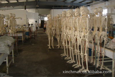 医药教学器材 供应180CM人体骨骼模型，助力医学教育精准化